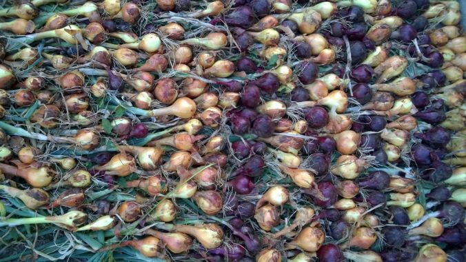 2017-07-11-PHOTO-00000037