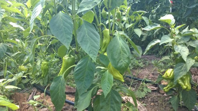 2017-07-12-PHOTO-00000038 2