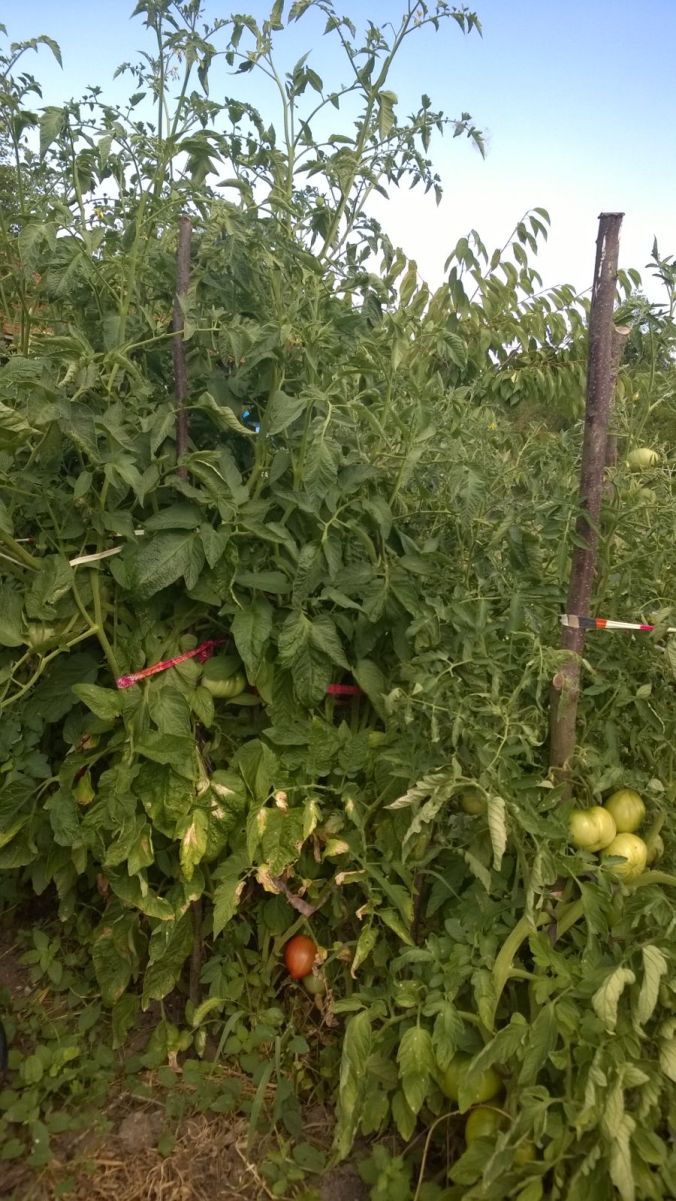 2017-07-12-PHOTO-00000040