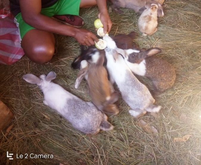 élevage de lapins au CEP